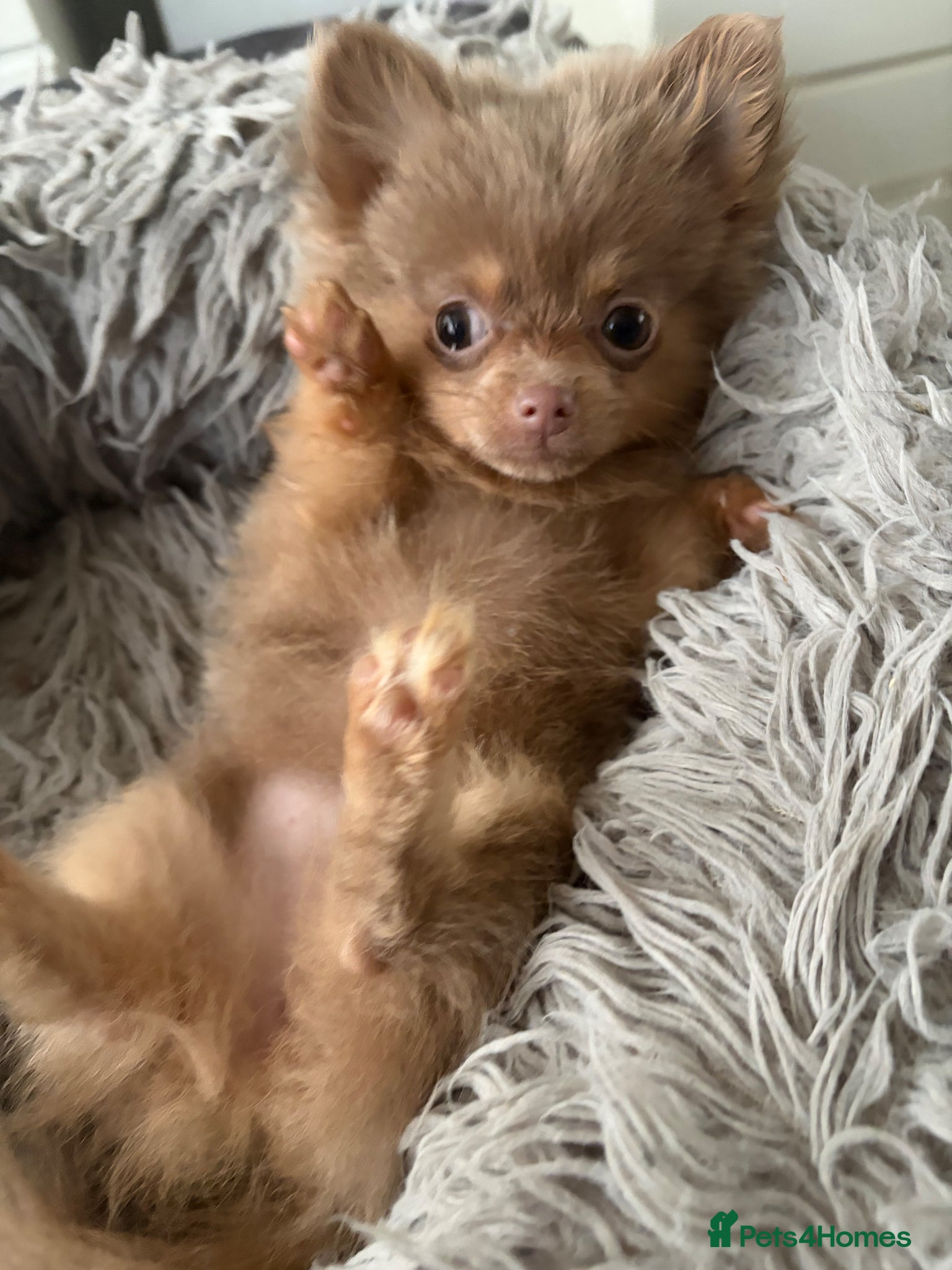 Pomeranian dogs for sale: Amazing lilac and tan micro  girl  - Advert 11