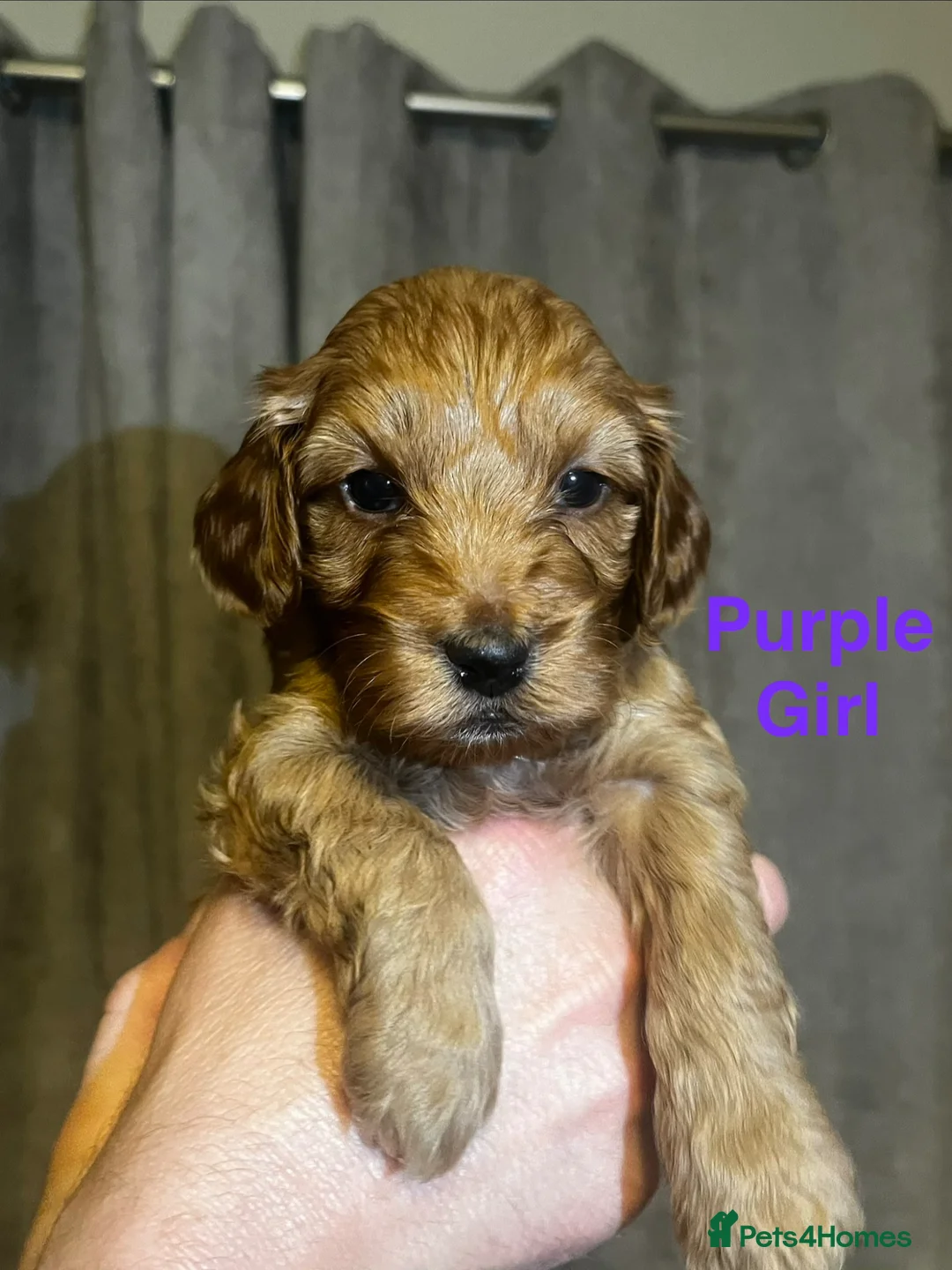 Cockapoo dogs for sale: Miniature cockapoos one girl still available  - Advert 13