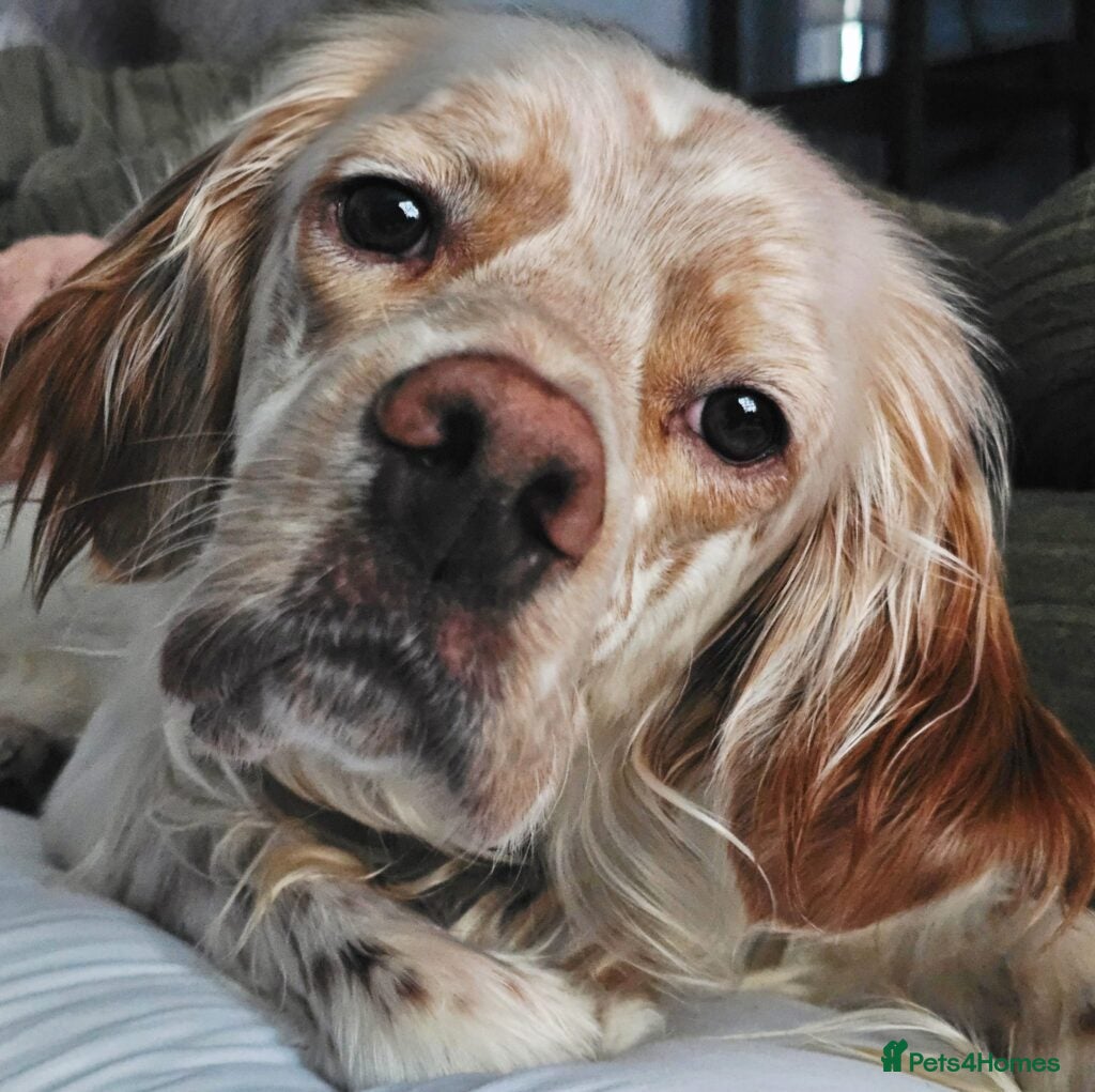 English Setter dogs Lupin - Advert 9