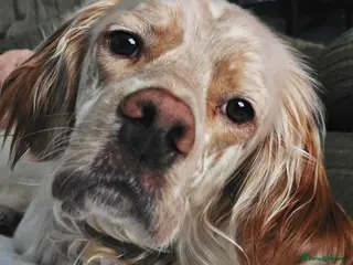 English Setter dogs Lupin - Advert 9