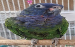 Parrots birds for sale: Stunning Birds/Parakeets/Parrots available  - Image 6