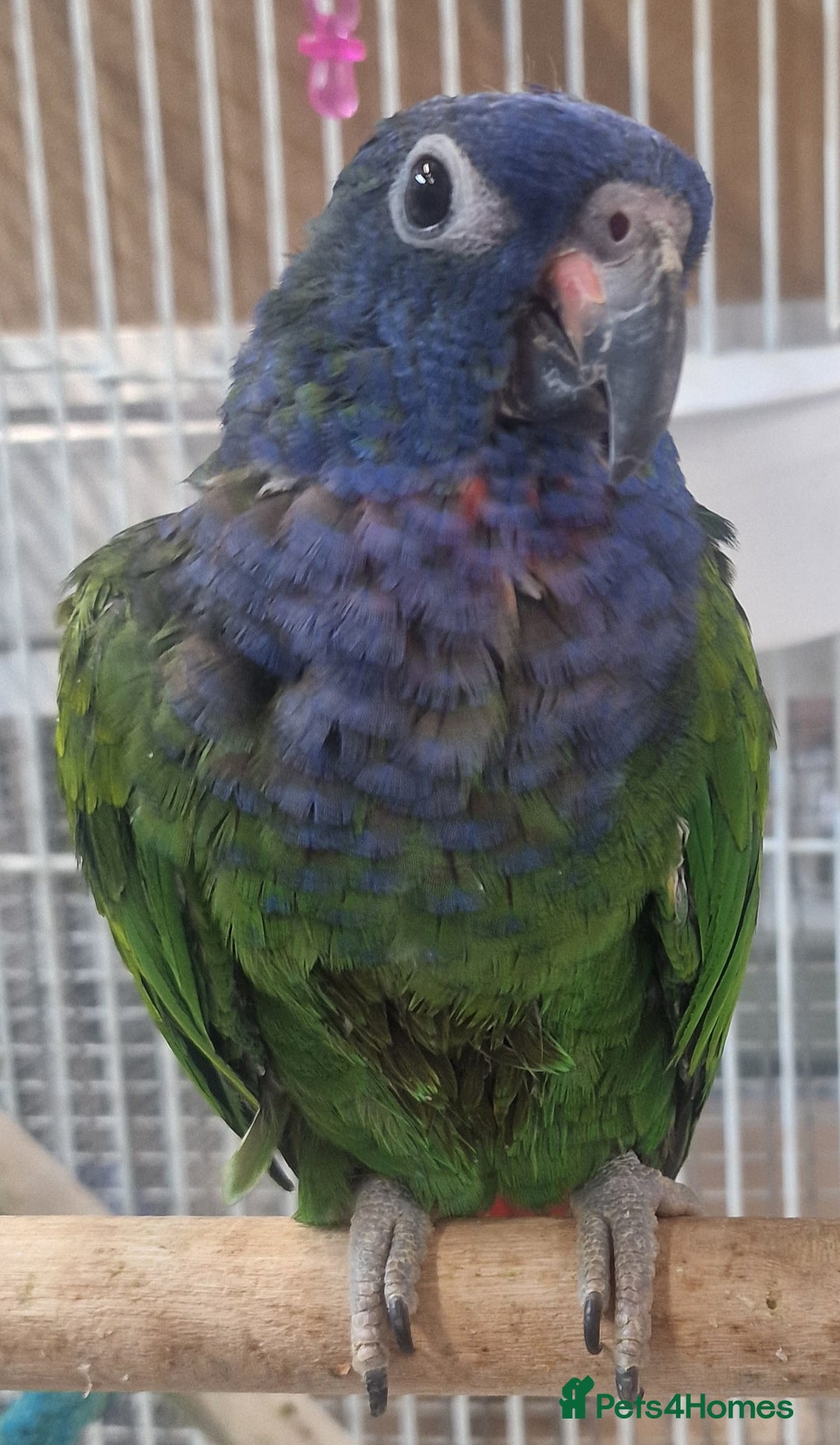 Parrots birds for sale: Stunning Birds/Parakeets/Parrots available  - Image 6