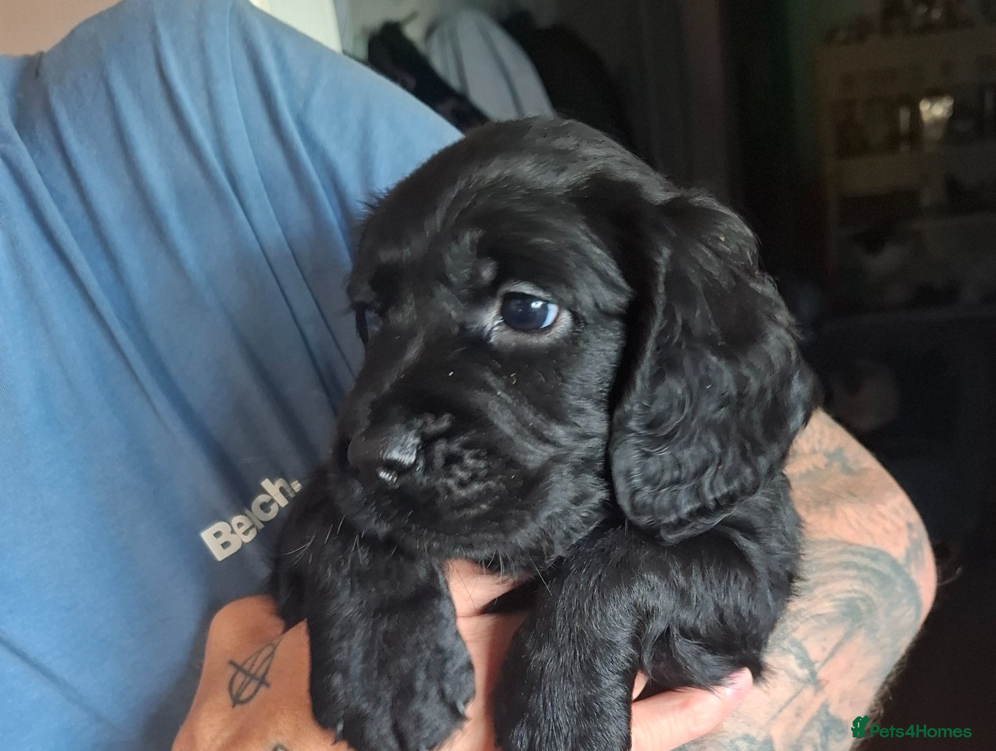 Sprocker dogs 8 gorgeous sprocker spaniel puppies - Advert 14
