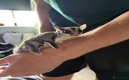 Sugar Glider rodents for sale: 2 baby sugar gliders "twins"  - Image 5
