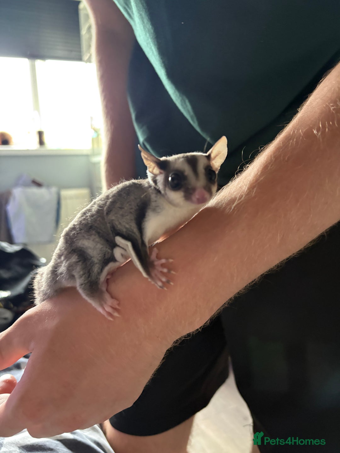 Sugar Glider rodents for sale: 2 baby sugar gliders "twins"  - Image 5