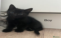 Mixed Breed cats for sale: Kittens ready for new homes  - Image 3