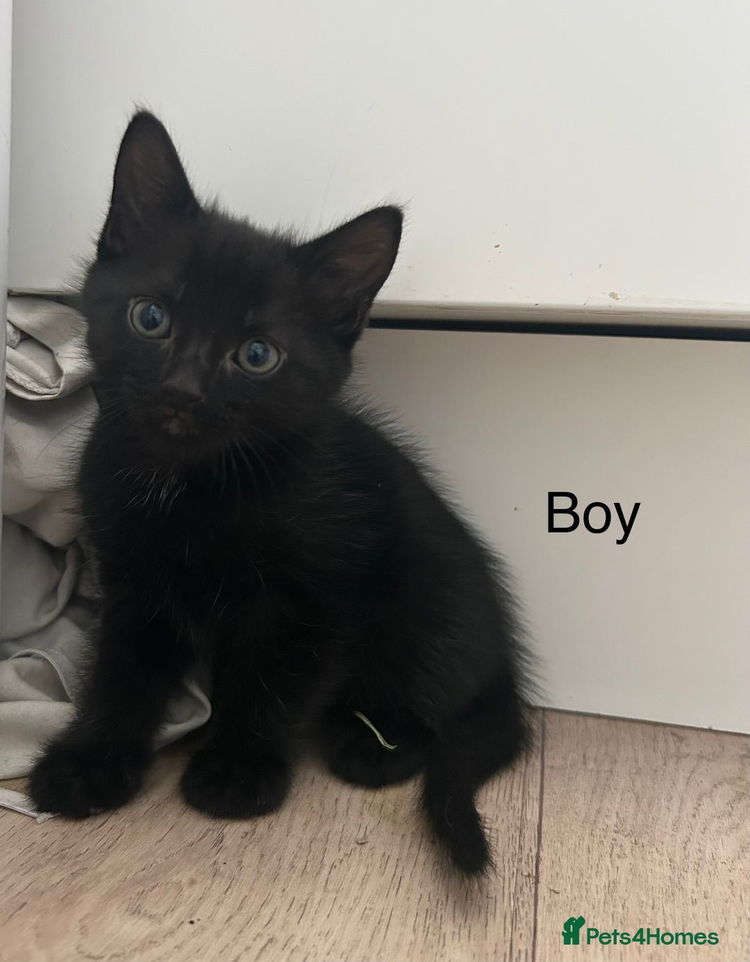 Mixed Breed cats for sale: Kittens ready for new homes  - Image 3