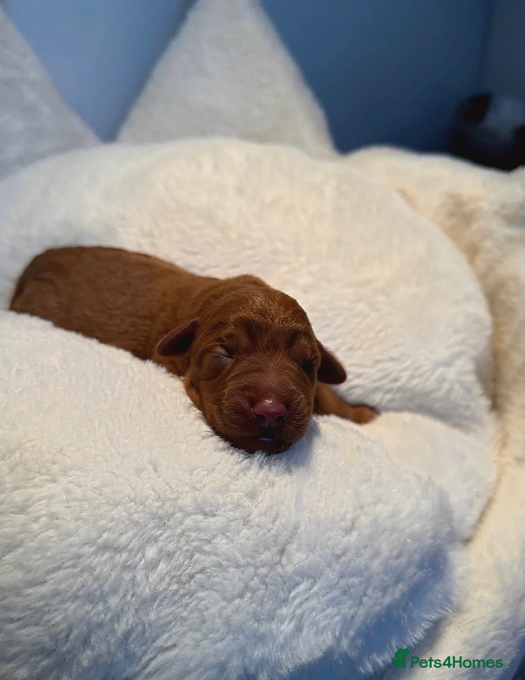 Labradoodle dogs for sale: 🧸Beautiful teddy bear F1 Labradoodles🧸  - Advert 14