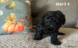 Cockapoo dogs for sale: F2 cockapoo puppies  - Image 2
