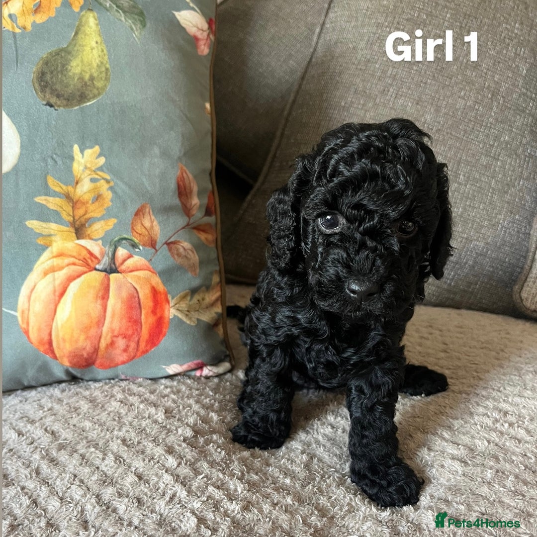 Cockapoo dogs for sale: F2 cockapoo puppies  - Image 2