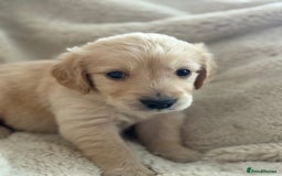 Golden Retriever dogs for sale: Golden retriever puppy Available 🐶🐾🦴  - Image 30