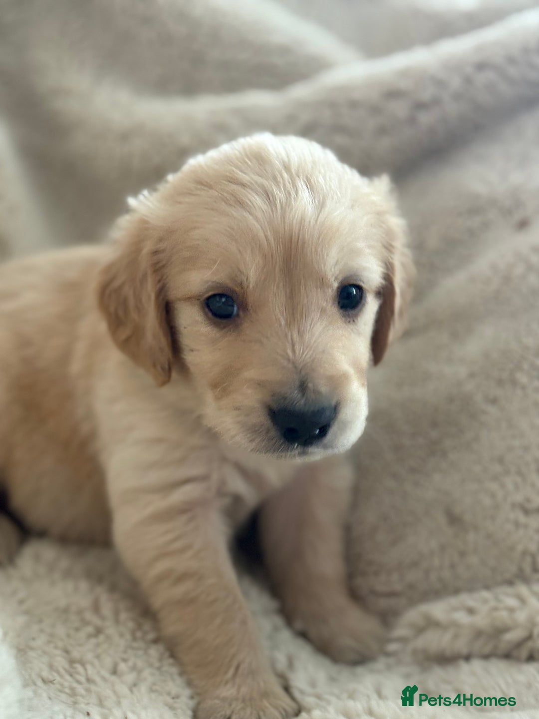Golden Retriever dogs for sale: Golden retriever puppy Available 🐶🐾🦴  - Image 30