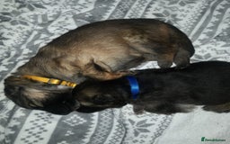 German Shepherd dogs for sale: KC Registered German Shepherd Puppies - Image 13