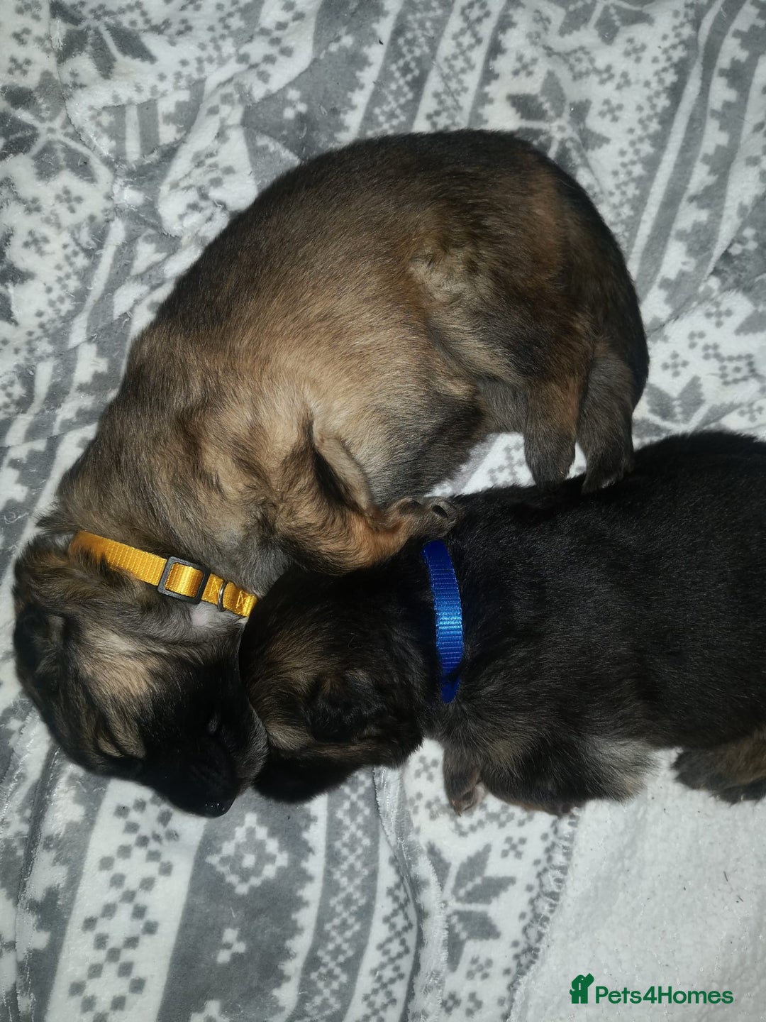 German Shepherd dogs for sale: KC Registered German Shepherd Puppies - Image 13