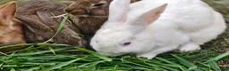 New Zealand rabbits for sale: Mixed year and gender new zealand rabbits free - Advert 14