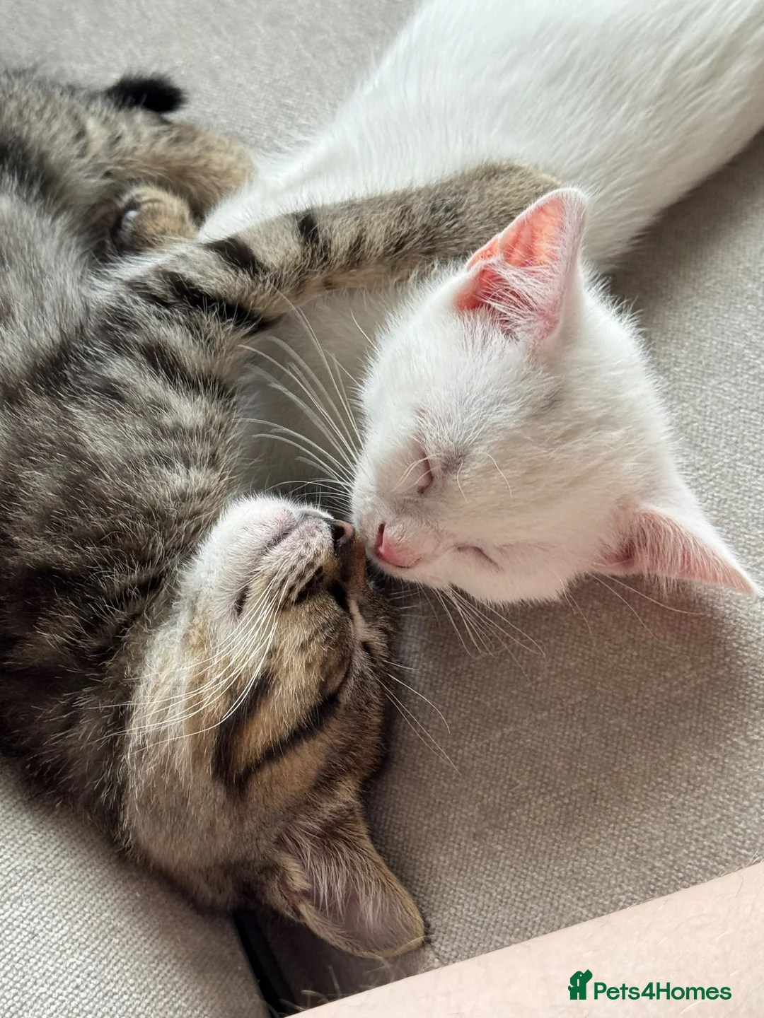 Mixed Breed cats for sale: 2x Kittens NOT SIBLINGS HAVE TO GO TOGETHER - Advert 6