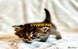 Persian cats for sale: Absolutely Stunning litter of Persian/Ragdolls - Image 17