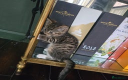 Mixed Breed cats for sale: Stunning kittens - Image 8