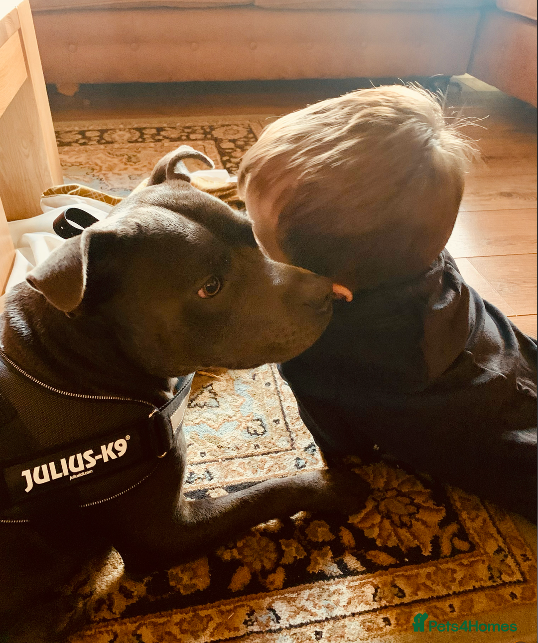 Staffordshire Bull Terrier dogs for sale: Obi is looking for a new loving home - Advert 10