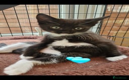 Mixed Breed cats for sale: Kittens 🐈‍⬛ - Image 11