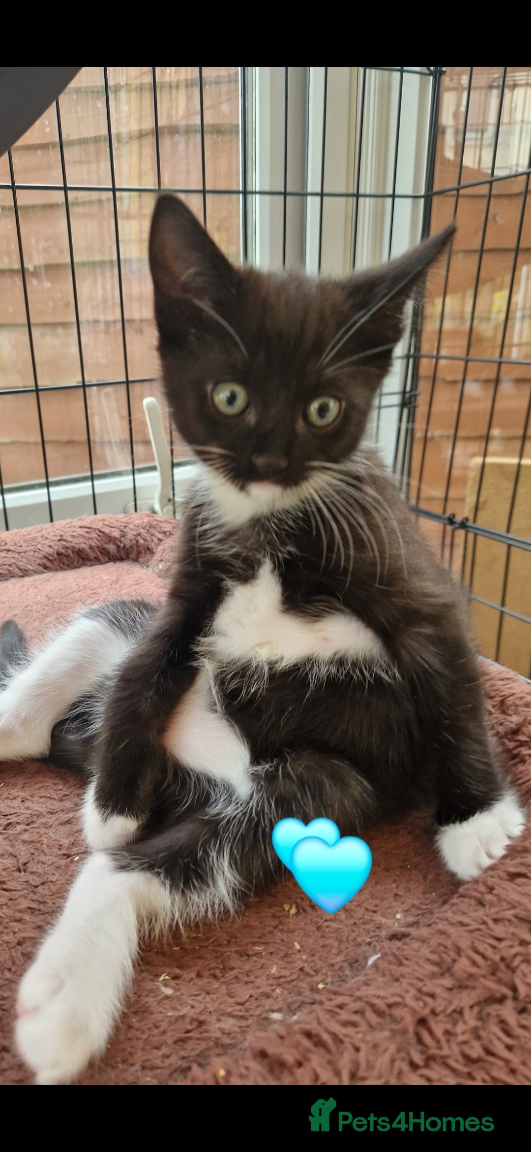Mixed Breed cats for sale: Kittens 🐈‍⬛ - Image 11