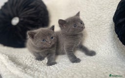 Russian Blue cats for sale: Russian X blue kittens  - Image 3