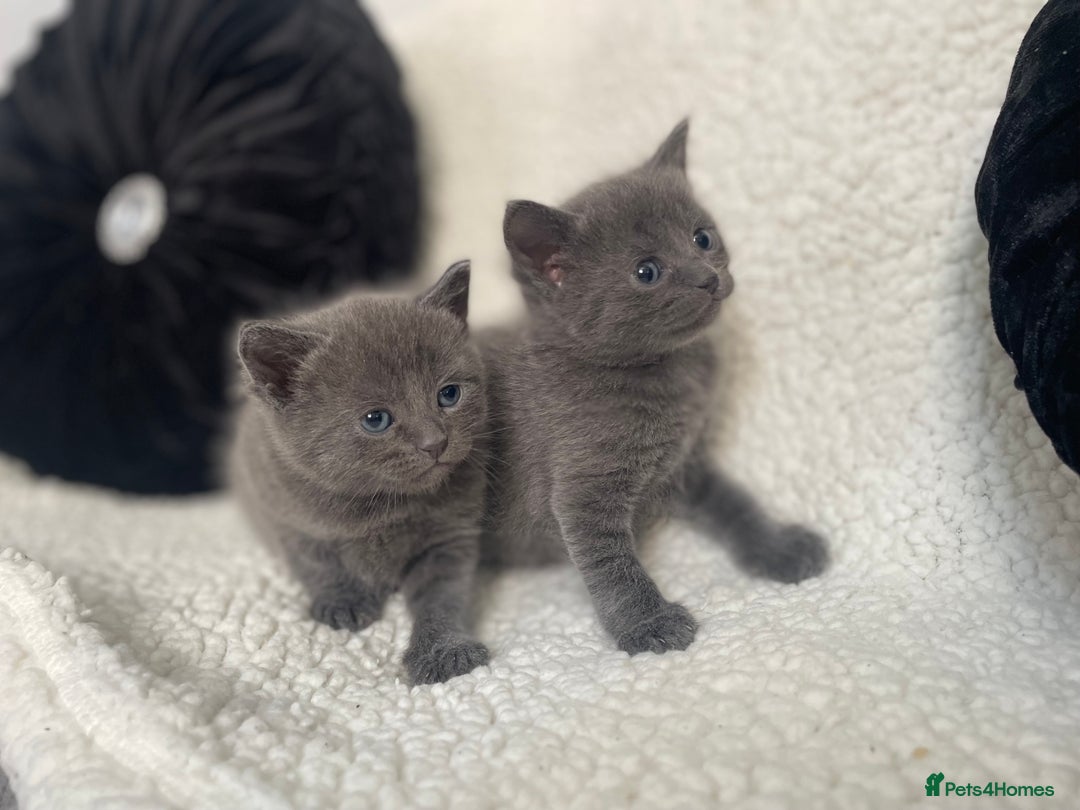 Russian Blue cats for sale: Russian X blue kittens  - Image 3