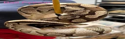Snake reptiles for sale: Mixed Snakes - Advert 35