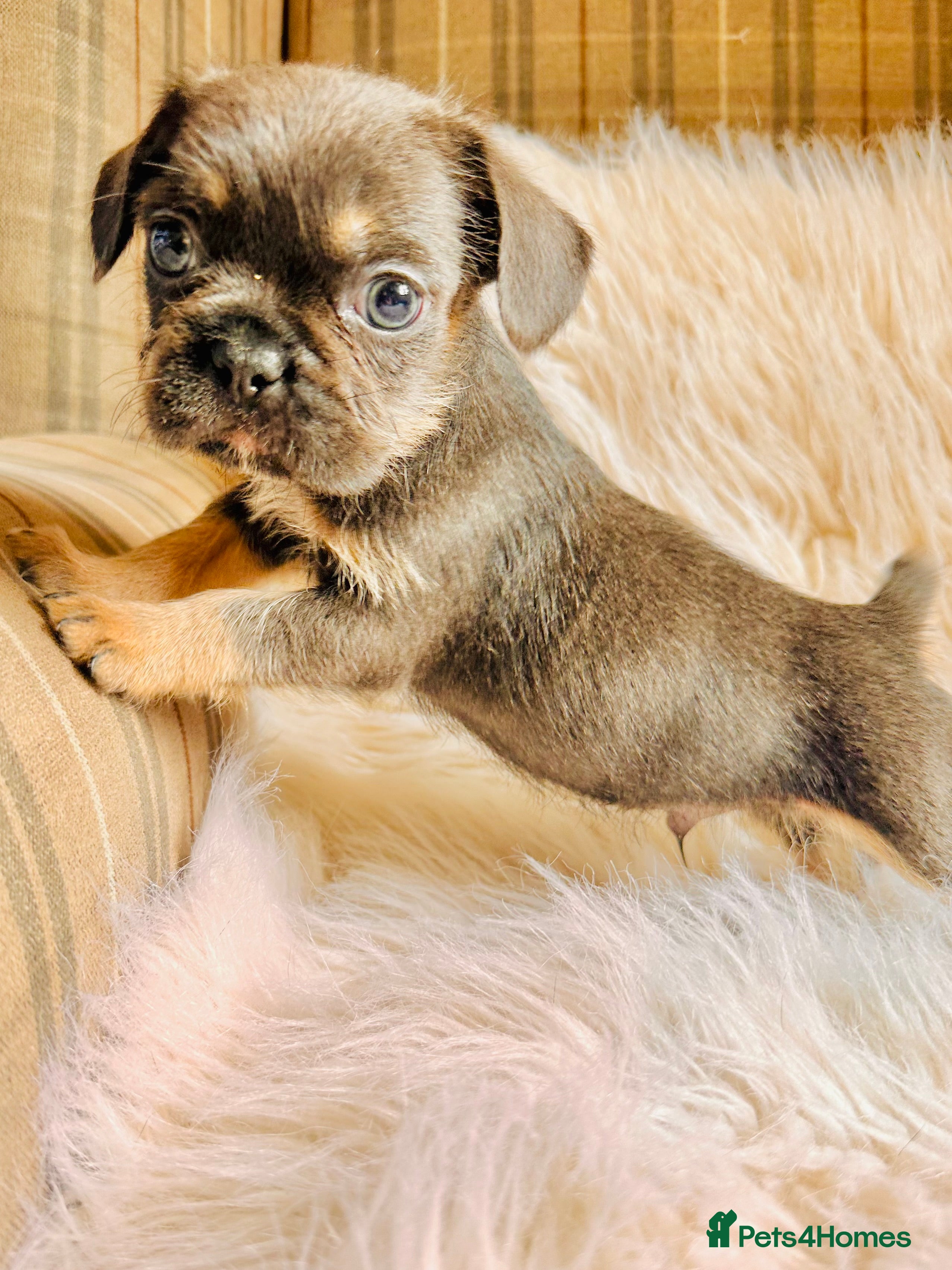 Mixed Breed dogs for sale: Shih Tzu x Frenchie pups - Advert 11