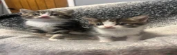 Mixed Breed cats for sale: 2 kittens ready  - Advert 2