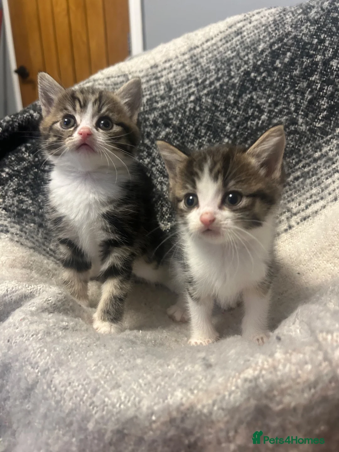 Mixed Breed cats for sale: 2 kittens ready  - Advert 2