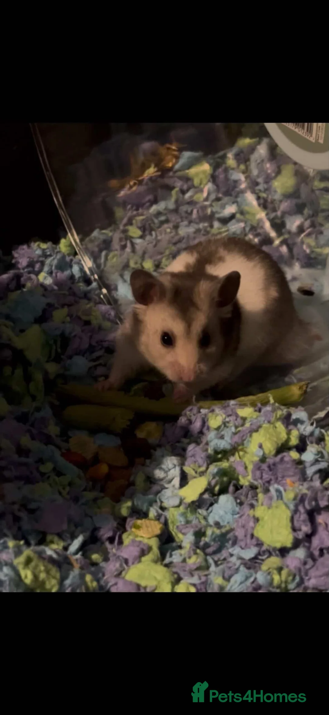 Hamster rodents for sale: Hamster Kent  in Canterbury - Advert 1