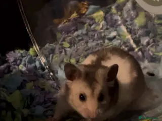 Hamster rodents Hamster Kent - Advert 2