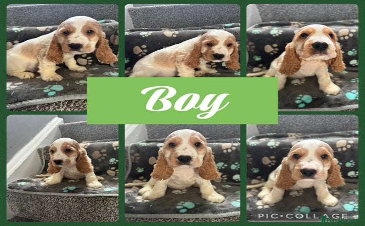 Cocker Spaniel dogs - Advert 1
