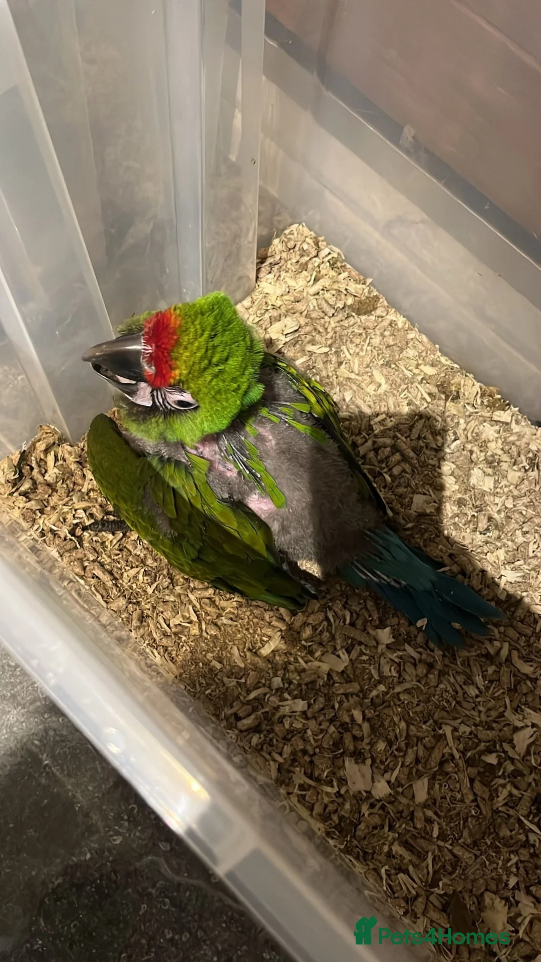 Macaws birds for sale: Selling baby handreared macaws  - Advert 1