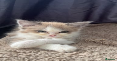 Ragdoll cats - Advert 1