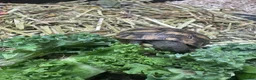 Hermann Tortoise reptiles for sale: Hermann tortoise - Advert 3