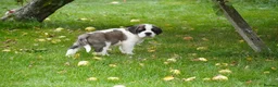 Saint Bernard dogs for sale: Outstanding St Bernard puppies for sale  - Advert 14