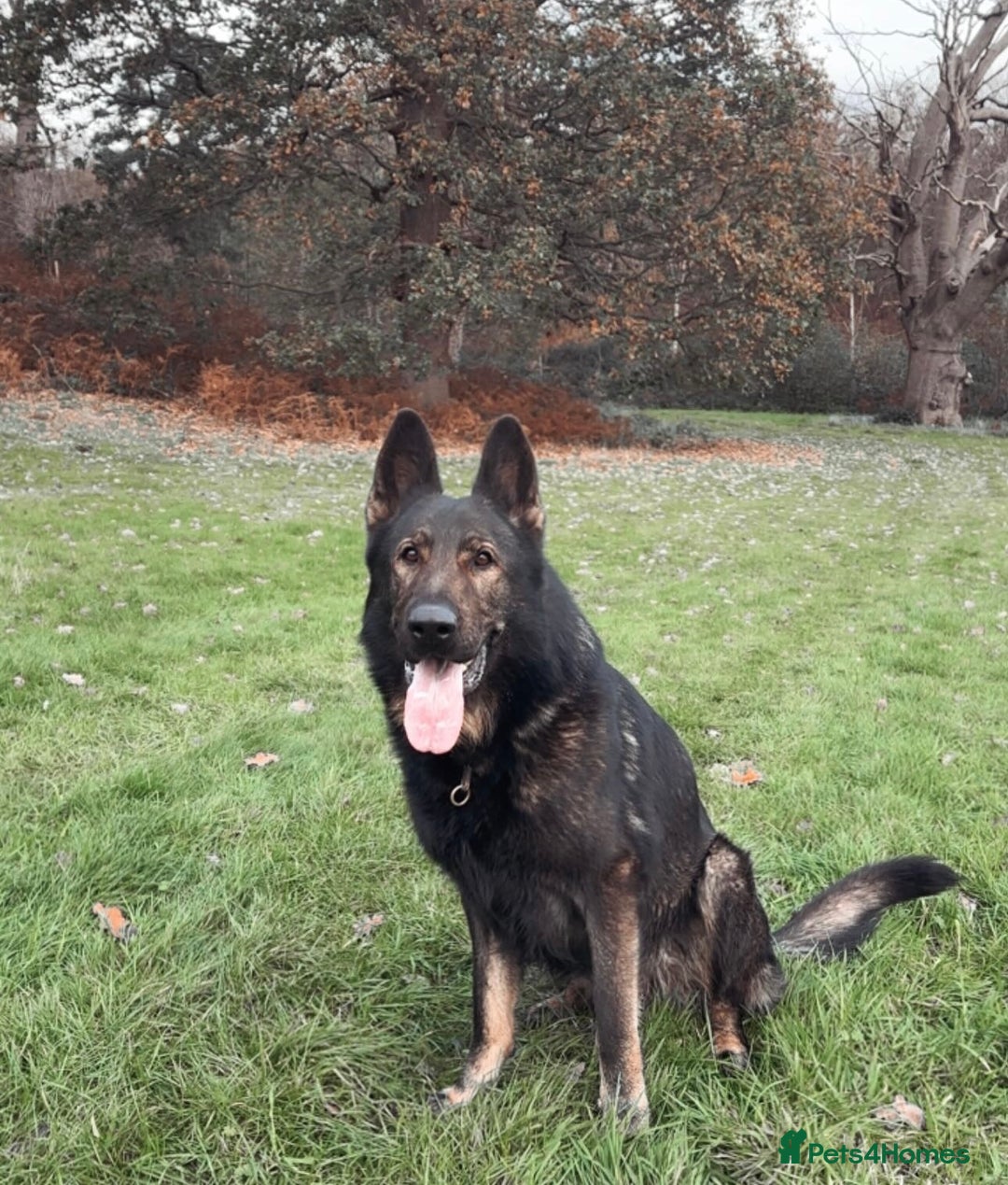 German Shepherd dogs for stud: ✨ Premium Stud Dog- BULLET.✨ - Advert 2