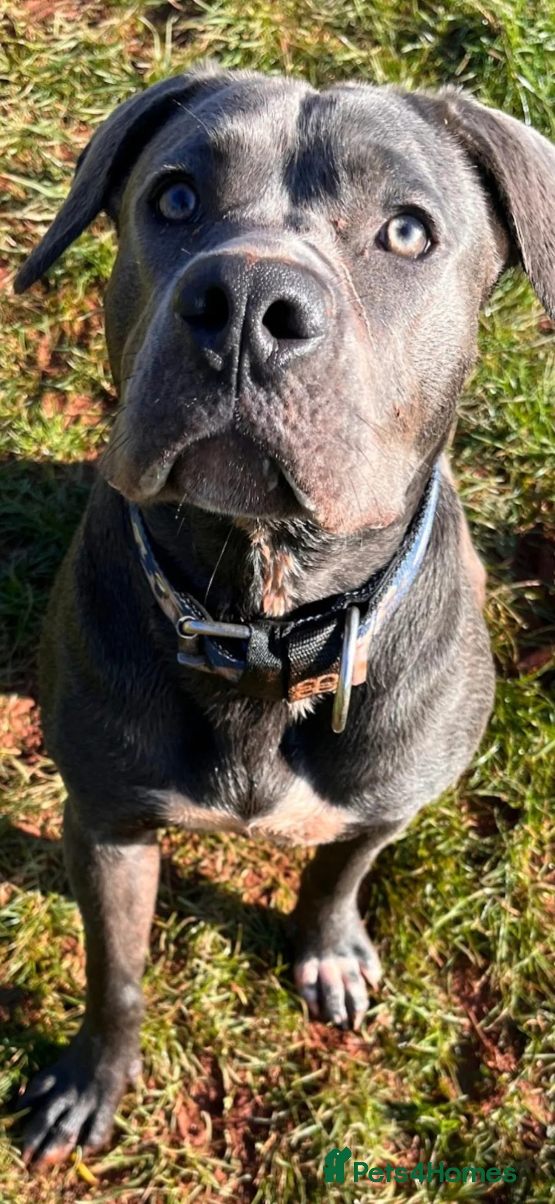 Mixed Breed dogs for sale: Staffordshire bull terrier  in Paignton - Advert 2