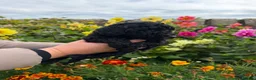 Yorkiepoo dogs for sale: Yorkipoo Boy Puppies  in Bishop Auckland - Advert 9