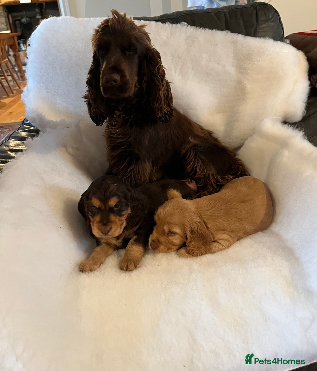 Cocker Spaniel dogs for sale: Health tested KC reg show type cockers - Advert 2