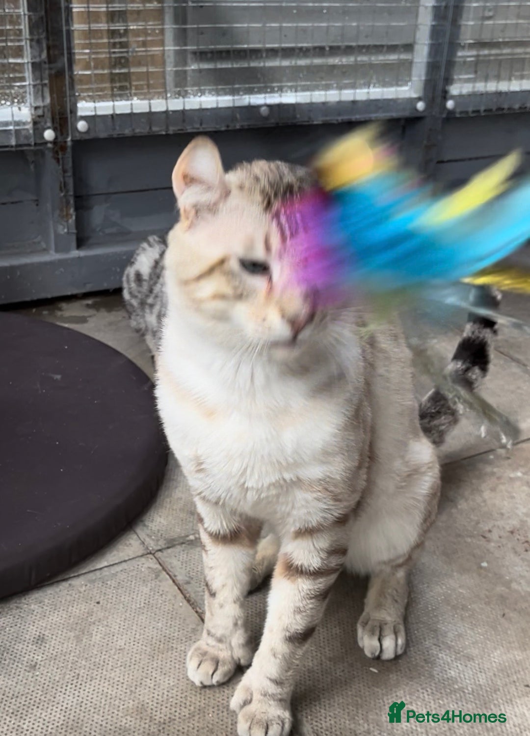 Keetso cats for sale: Gorgeous polydactyl curled eared boy  - Advert 10