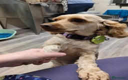 Cockapoo dogs for sale: 4yr old cockapoo female - Image 2