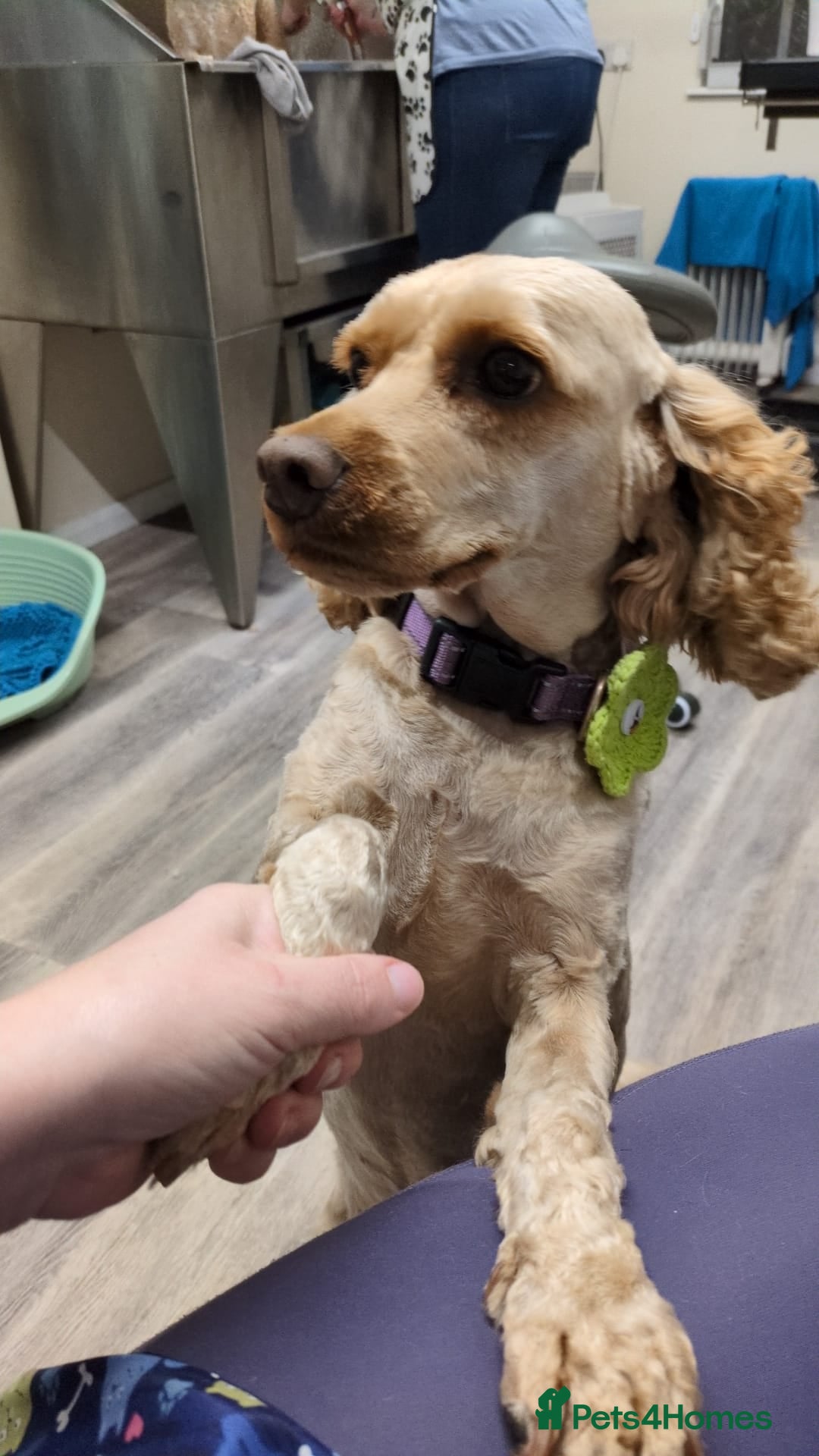 Cockapoo dogs for sale: 4yr old cockapoo female - Image 2