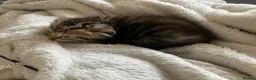 Scottish Fold cats for sale: Scottish fold and straight kittens - Advert 18