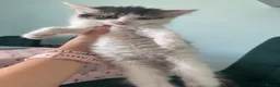 Siberian cats for sale:     Beautiful Siberian Cross Kittens - Advert 6
