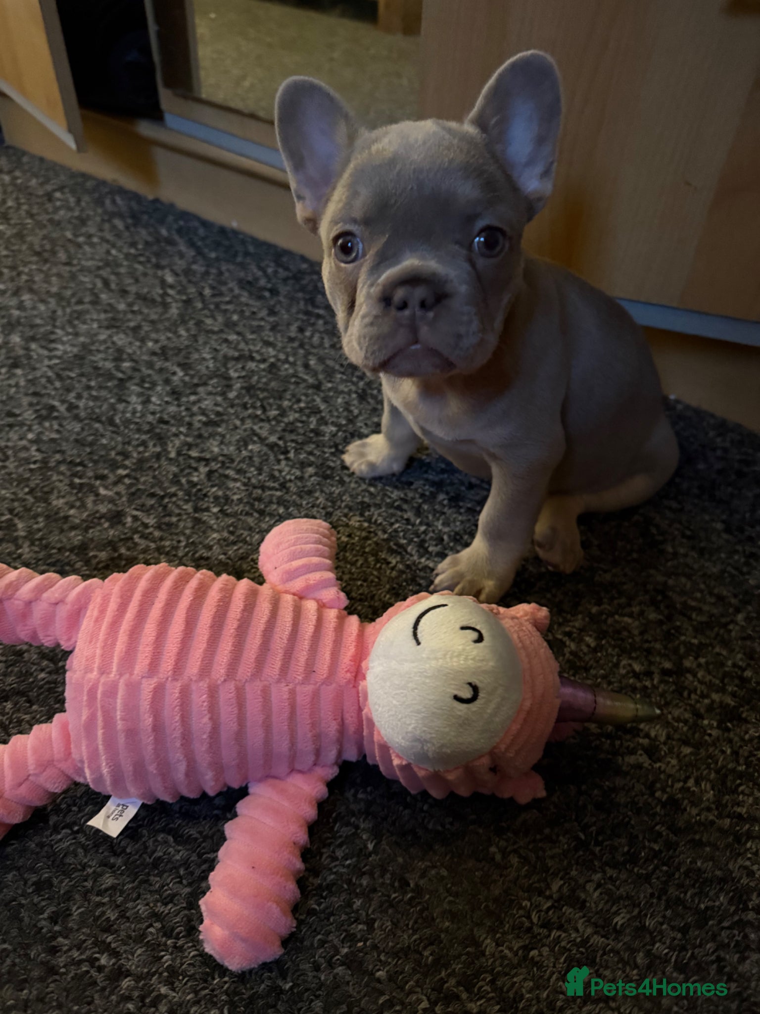 French Bulldog dogs French Bulldog girl puppy for sell,12 weeks old - Advert 8
