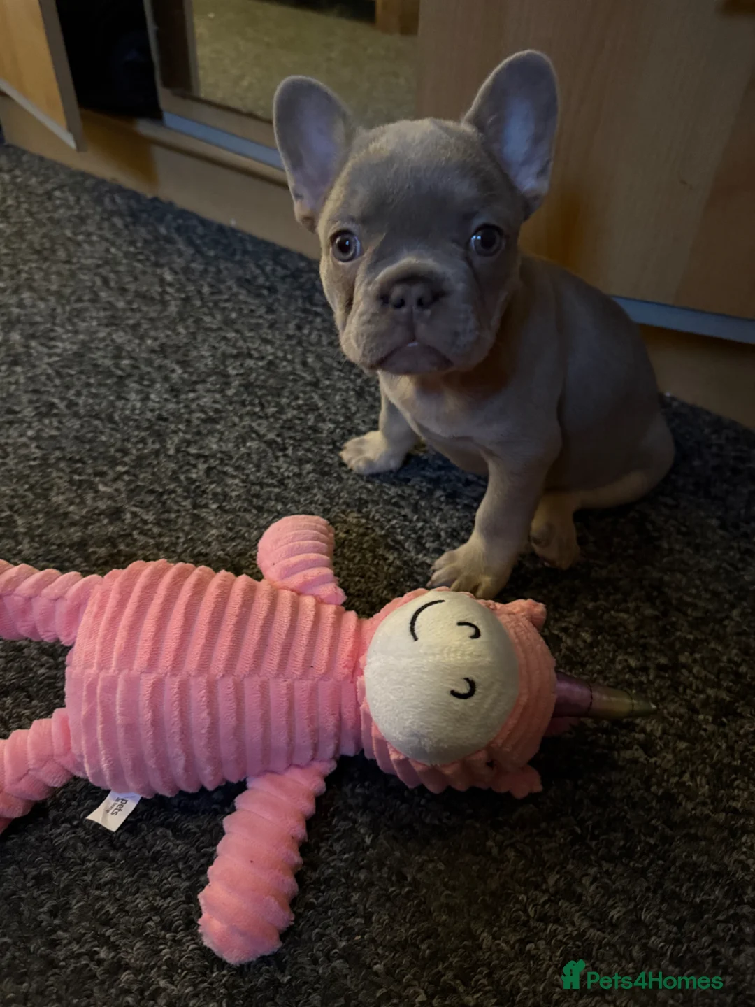 French Bulldog dogs for sale: French Bulldog girl puppy for sell,12 weeks old in Bolton - Advert 1