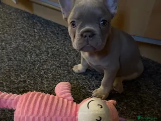 French Bulldog dogs French Bulldog girl puppy for sell,12 weeks old - Advert 1